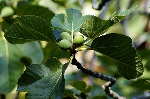 Forest Fig