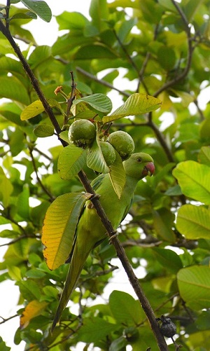 Forest Guava