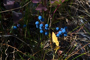 Forest Huckleberry