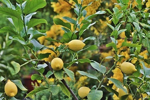 Forest Lemon