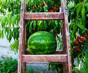 Forest Melon