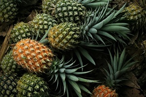 Forest Pineapple