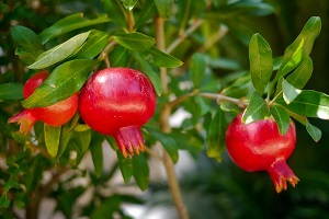 Forest Pomegranate