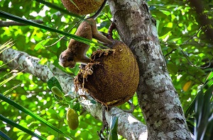 Forest jackfruit