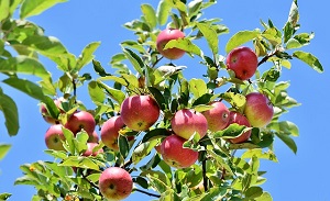 Fragrant Apple