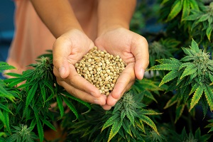 Hemp Seeds