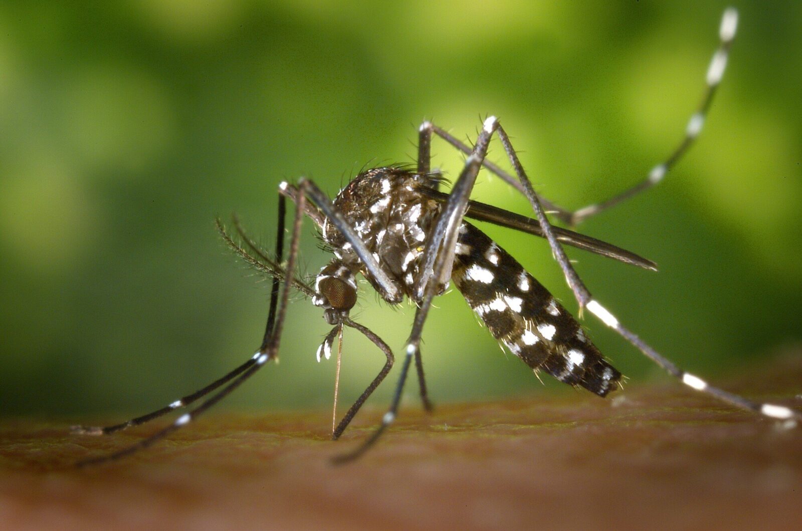 Mosquito Backyard