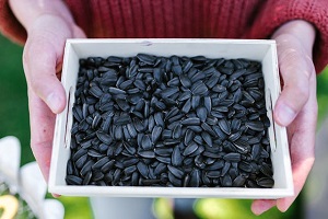 Sunflower Seeds