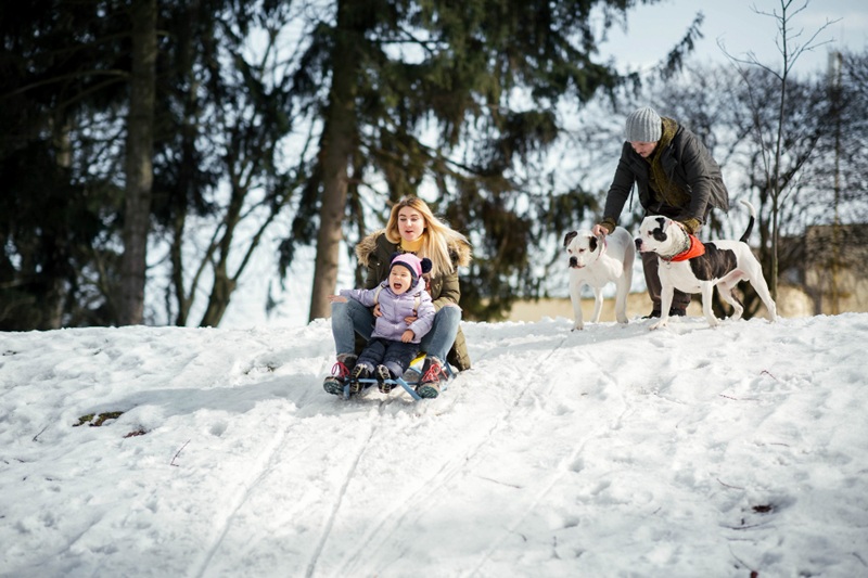 woman and little girl play on the sled while man holds two dogs on leashes