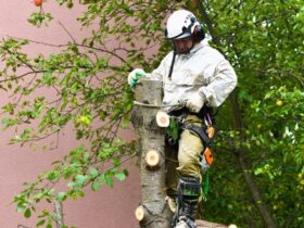 Emergency Tree Services