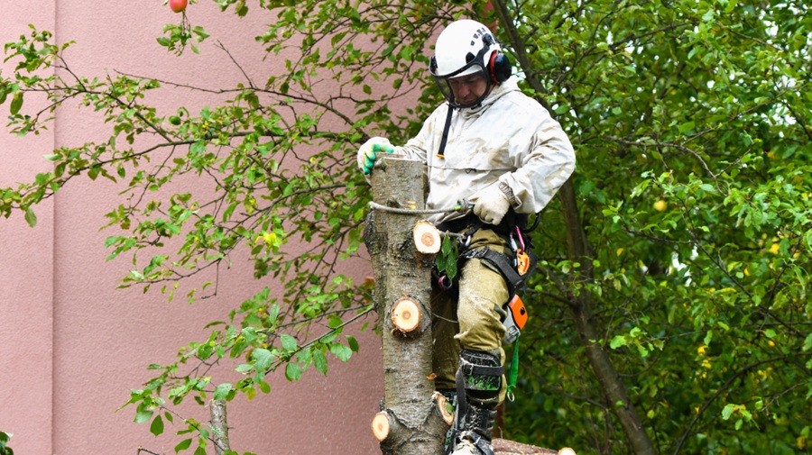 Emergency Tree Services